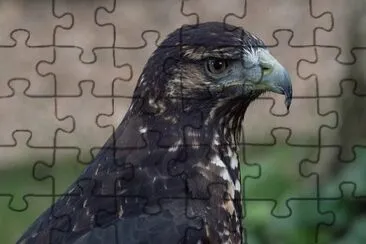 פאזל של Poiana aquila nera