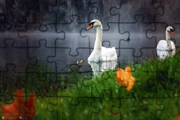 Swans