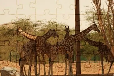 פאזל של Giraffa nubiana