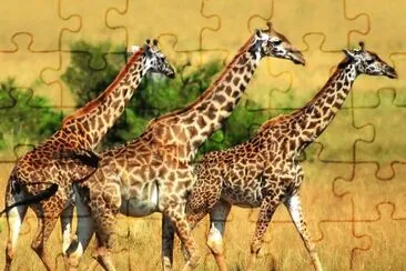 פאזל של Giraffa nigeriana