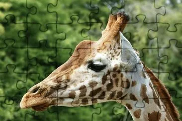 פאזל של Giraffa ugandese