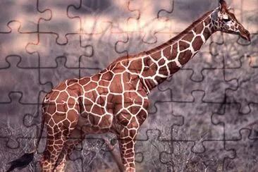 פאזל של Giraffa somala
