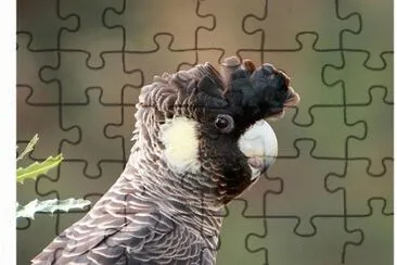 papagaio jigsaw puzzle