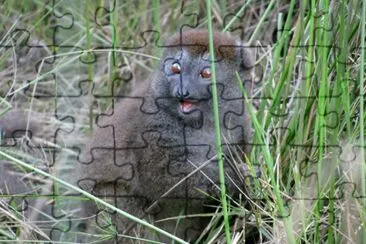Apalemure grigio jigsaw puzzle