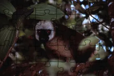 Lemure dalla frontebianca jigsaw puzzle
