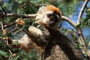 Lemure dalla fronterossa jigsaw puzzle