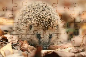 Tenrec riccio minore jigsaw puzzle