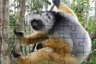 Sifaka diadema jigsaw puzzle