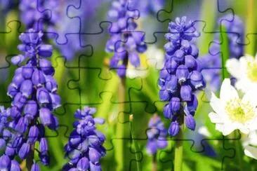 Muscari