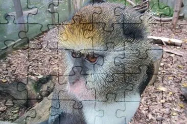 Cercopiteco di campbell jigsaw puzzle