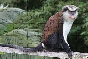 Cercopiteco mona jigsaw puzzle