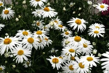 Marguerites jigsaw puzzle