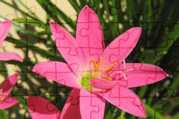 Zephyranthe