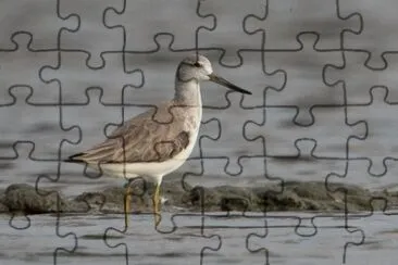 פאזל של Pantana macchiata