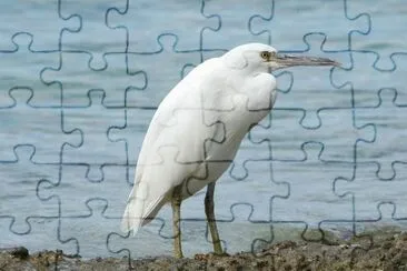 פאזל של Garzetta di reef