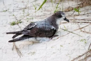 פאזל של Petrello delle isole bonin