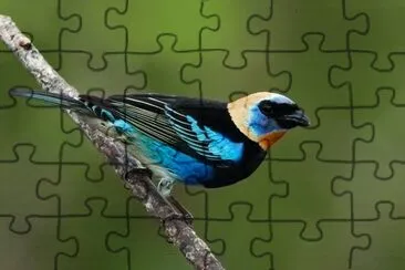 פאזל של Tangara maschera dorata