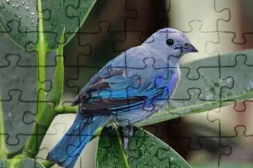 Tangara grigioazzurro jigsaw puzzle