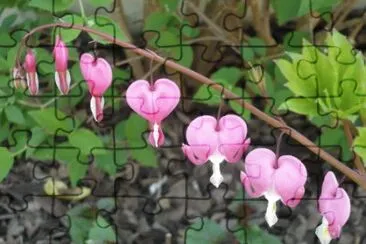 Coeur de marie jigsaw puzzle