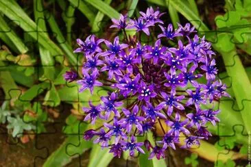 scile du perou jigsaw puzzle