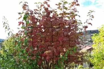 Automne jigsaw puzzle