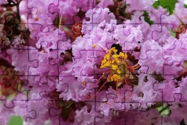 lilas des indes jigsaw puzzle