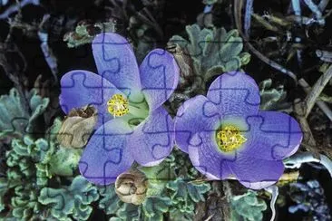 Nototriche jigsaw puzzle