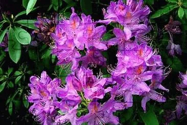 Rhododendrons jigsaw puzzle