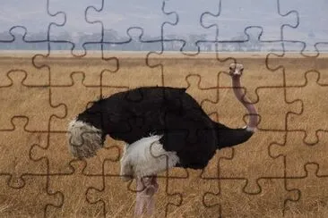פאזל של Struzzo comune