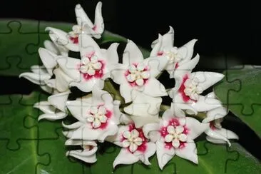 Hoya jigsaw puzzle