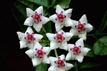 Hoya jigsaw puzzle