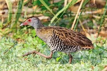 Crake africano