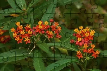 Asclepias jigsaw puzzle