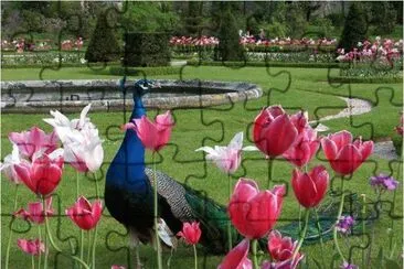 pAVO rEAL