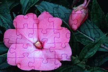 פאזל של Impatients  de guinee