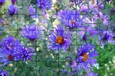 Fl jigsaw puzzle