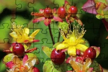 Fleurs d 'automne jigsaw puzzle