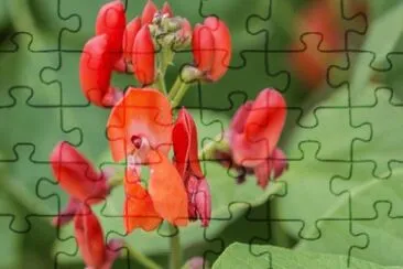Haricots d 'espagne jigsaw puzzle