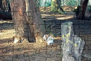 Squirrel