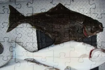 Halibut jigsaw puzzle