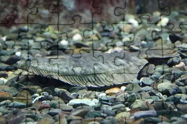Ippoglosso jigsaw puzzle