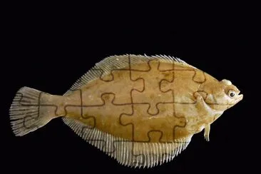 Limanda jigsaw puzzle