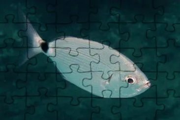 Occhiata