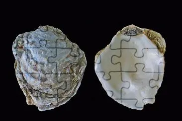 Ostrica