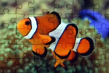 Pagliaccio jigsaw puzzle