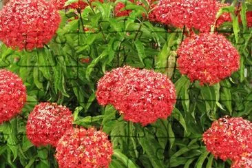 Ixora jigsaw puzzle