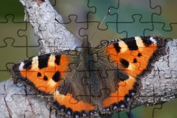 Glossata