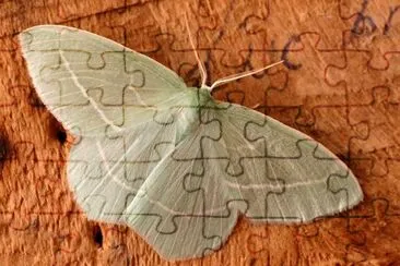 Hemitheini jigsaw puzzle