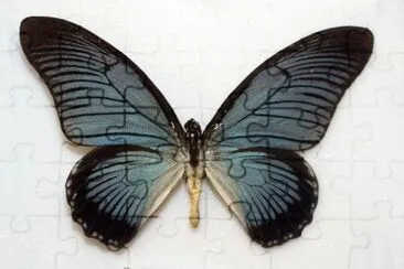 Heteroneura