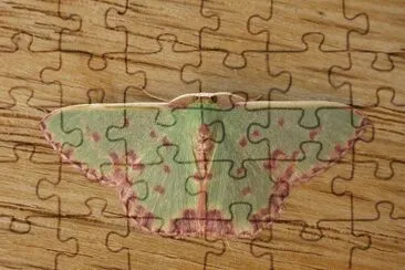 Prasinocyma jigsaw puzzle